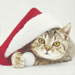 Santa cat